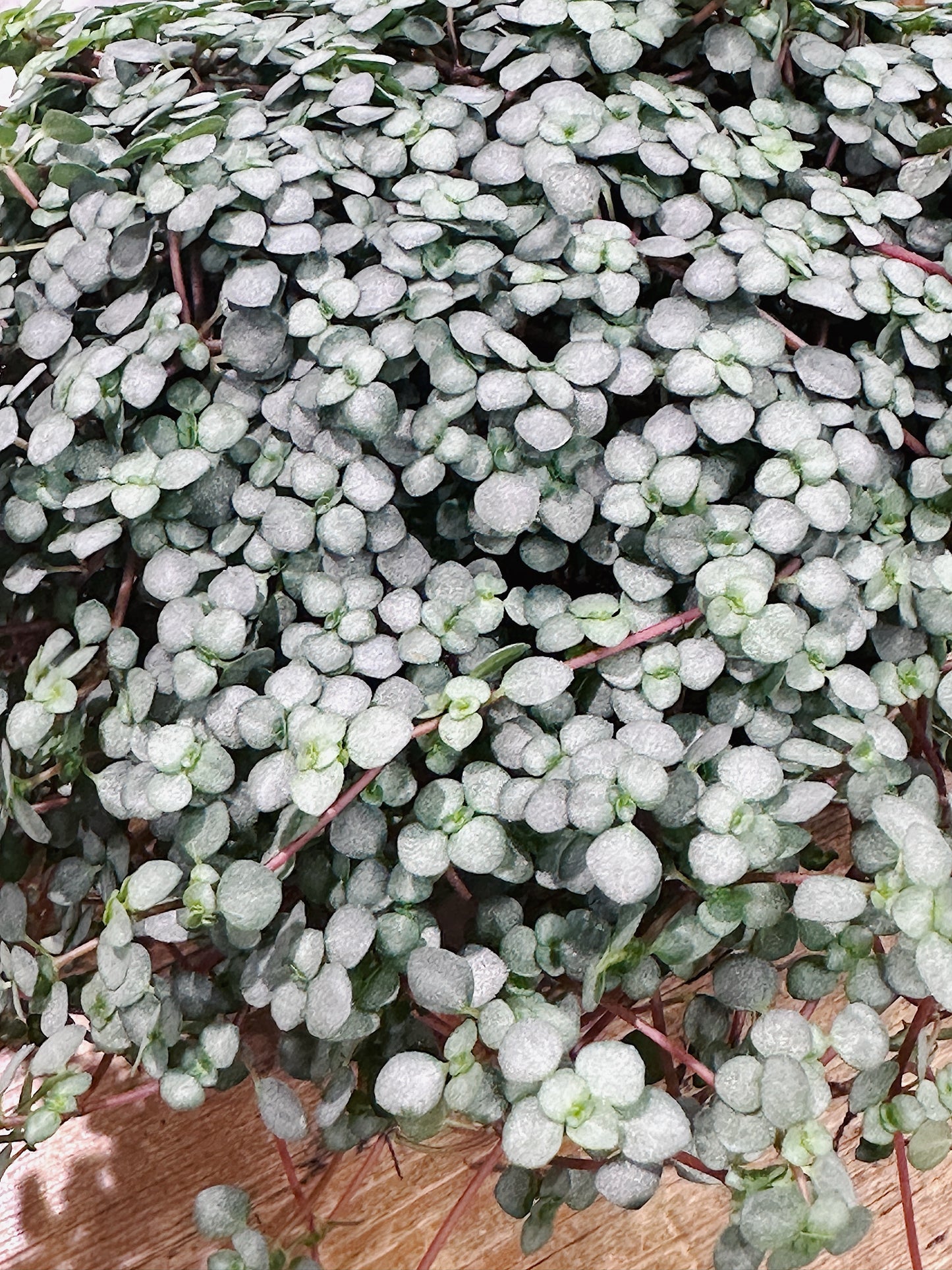 Pilea glaucophylla greyzy | Silver Sprinkles Pilea