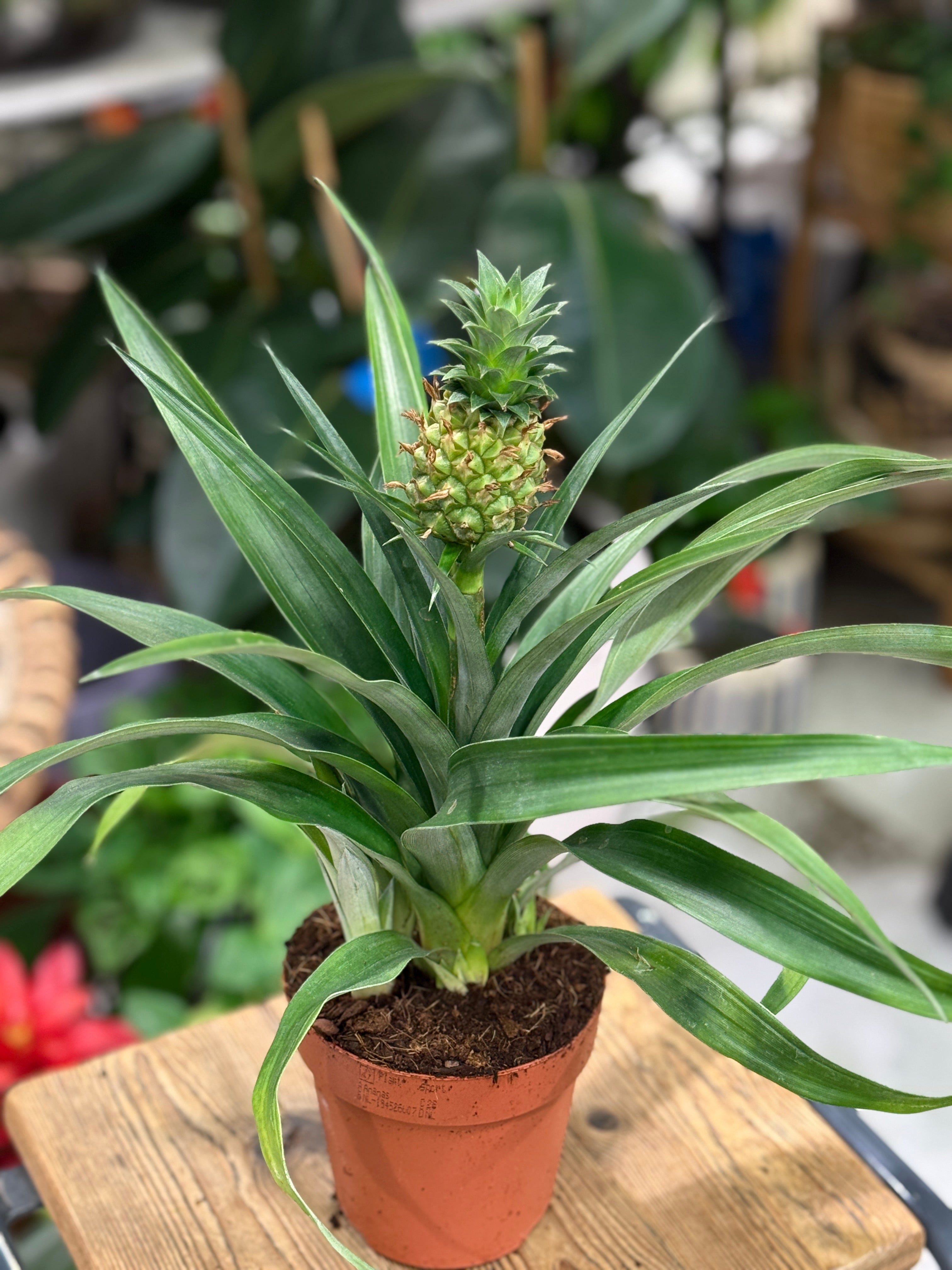 Pineapple Plant | Ananas mi Amigo