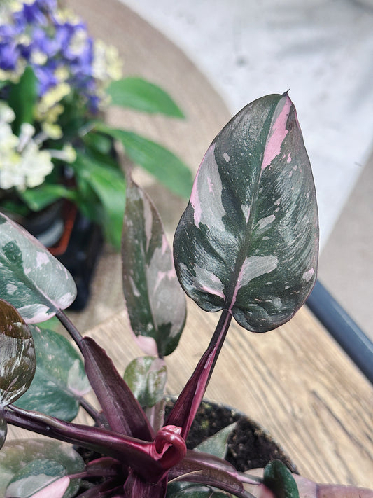 Philodendron erubescens Pink Princess 'Marble'