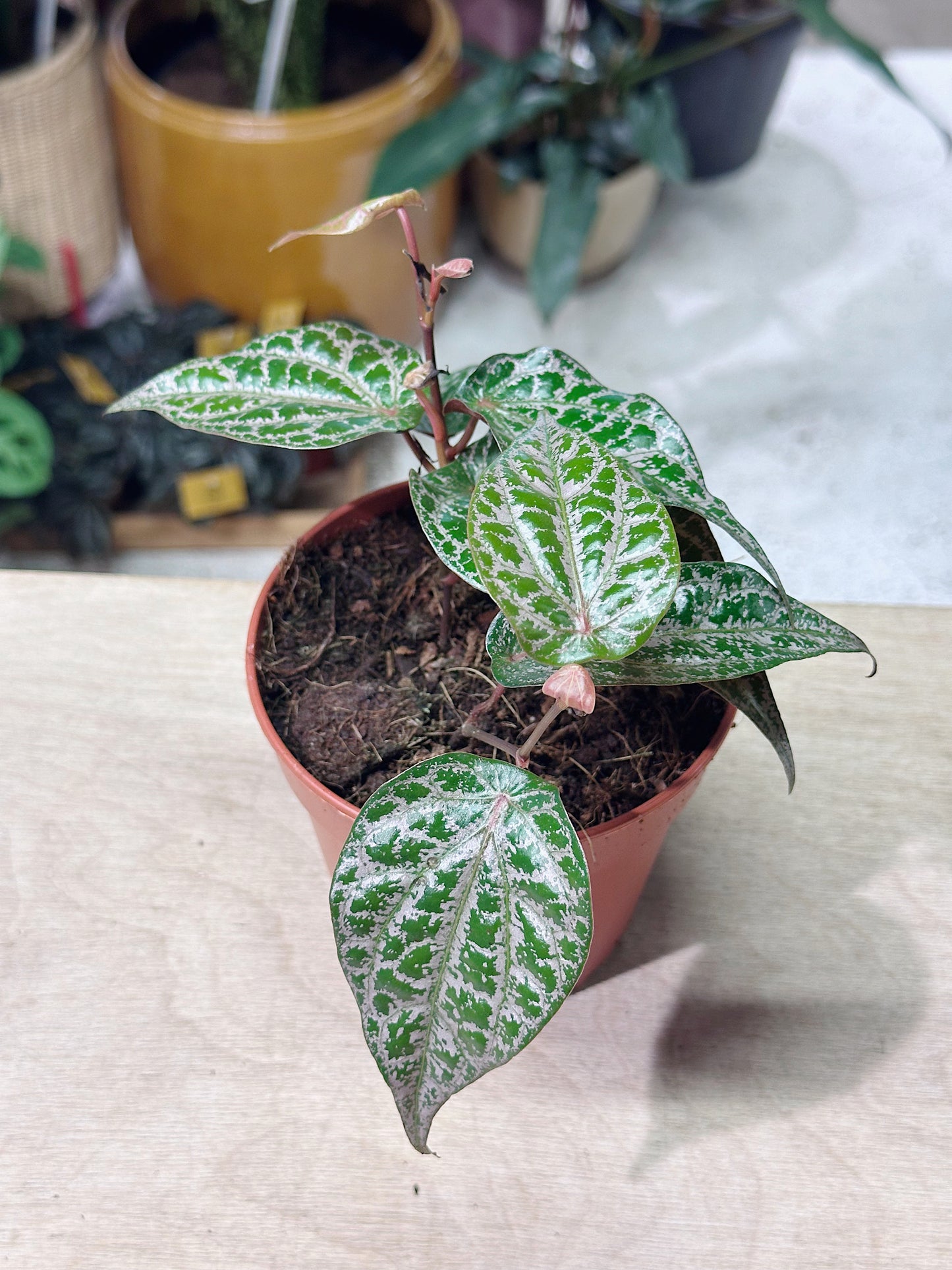 Ornamental Pepper | Piper crocatum
