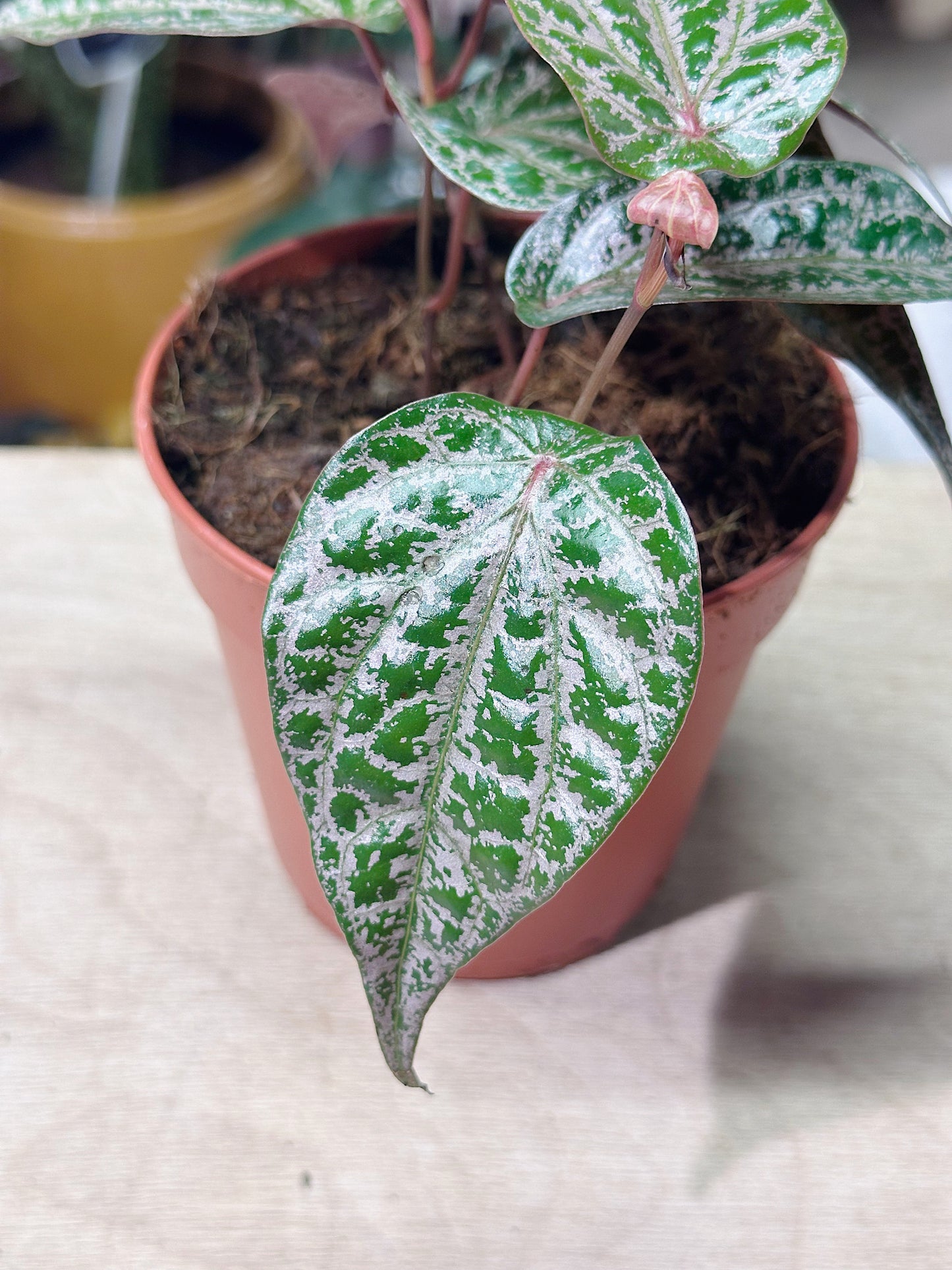 Ornamental Pepper | Piper crocatum