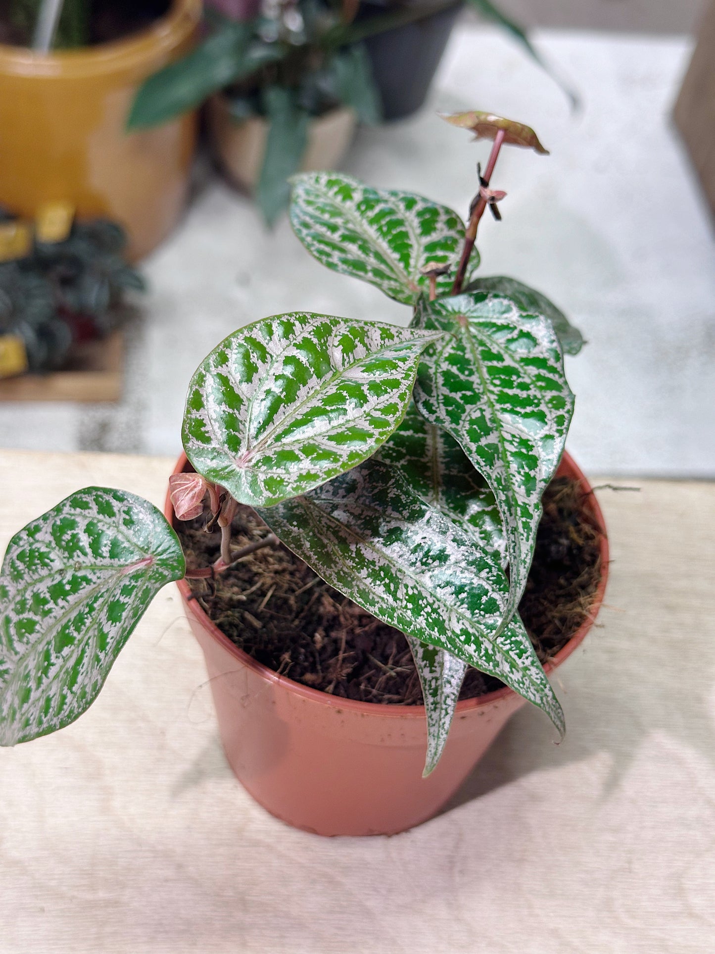 Ornamental Pepper | Piper crocatum