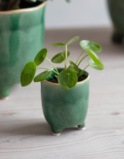 Positano Pot | Ø7.2cm, Ø13.5cm, Ø20cm| Forest Green / Soft Stone