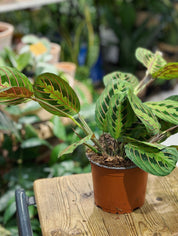Prayer Plant | Maranta leuconeura 'tricolour'