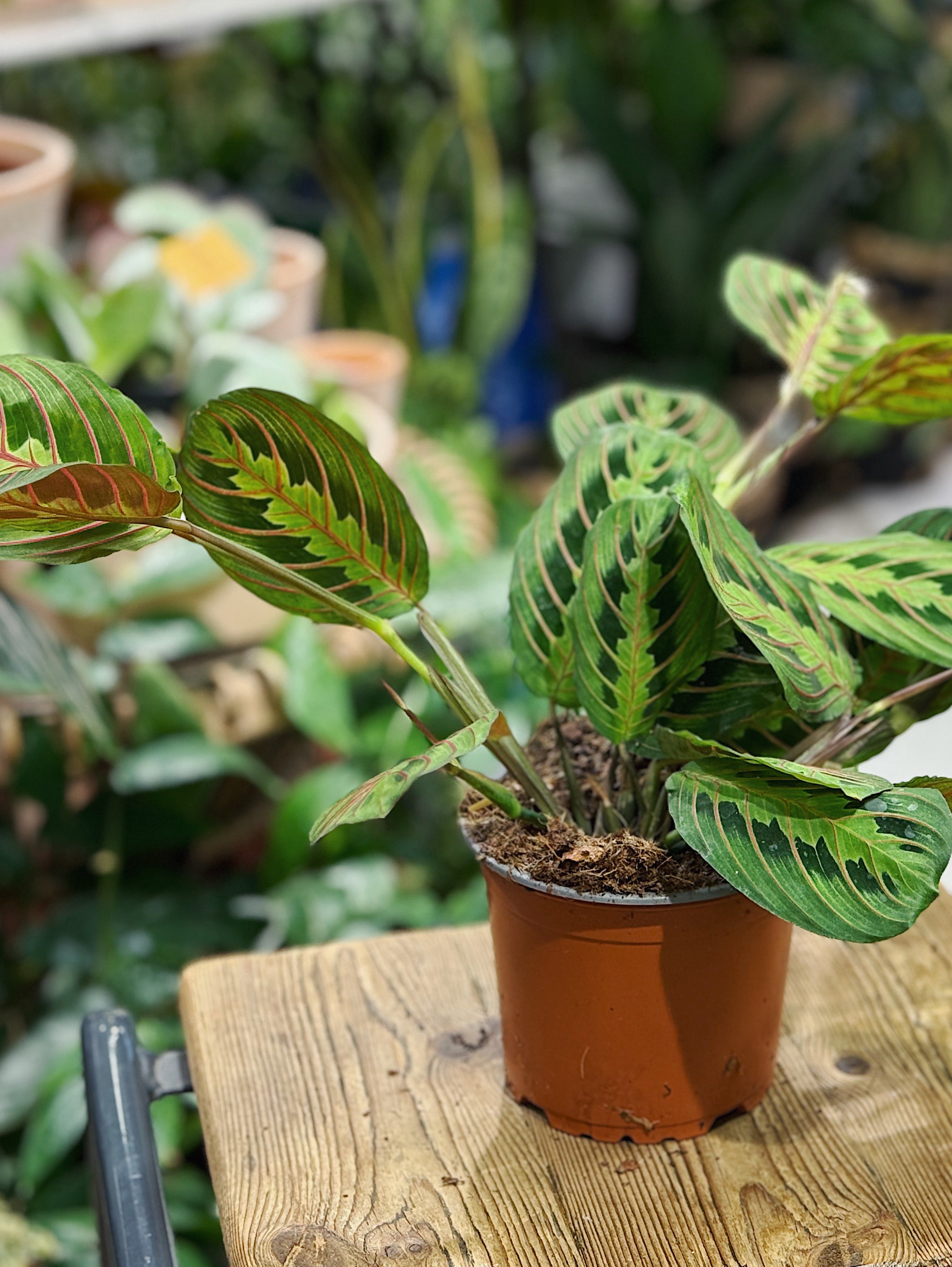 Prayer Plant | Maranta leuconeura 'tricolour'