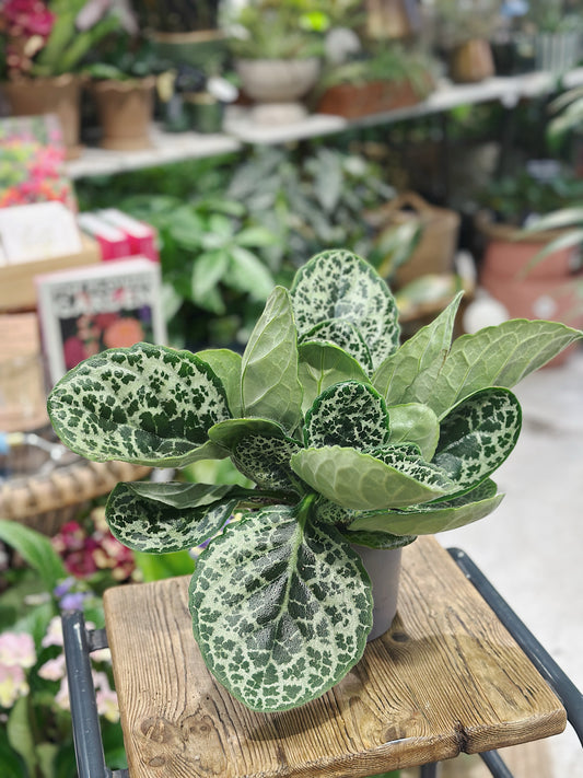 Streptocarpus 'Pretty Turtle' | False African Violet