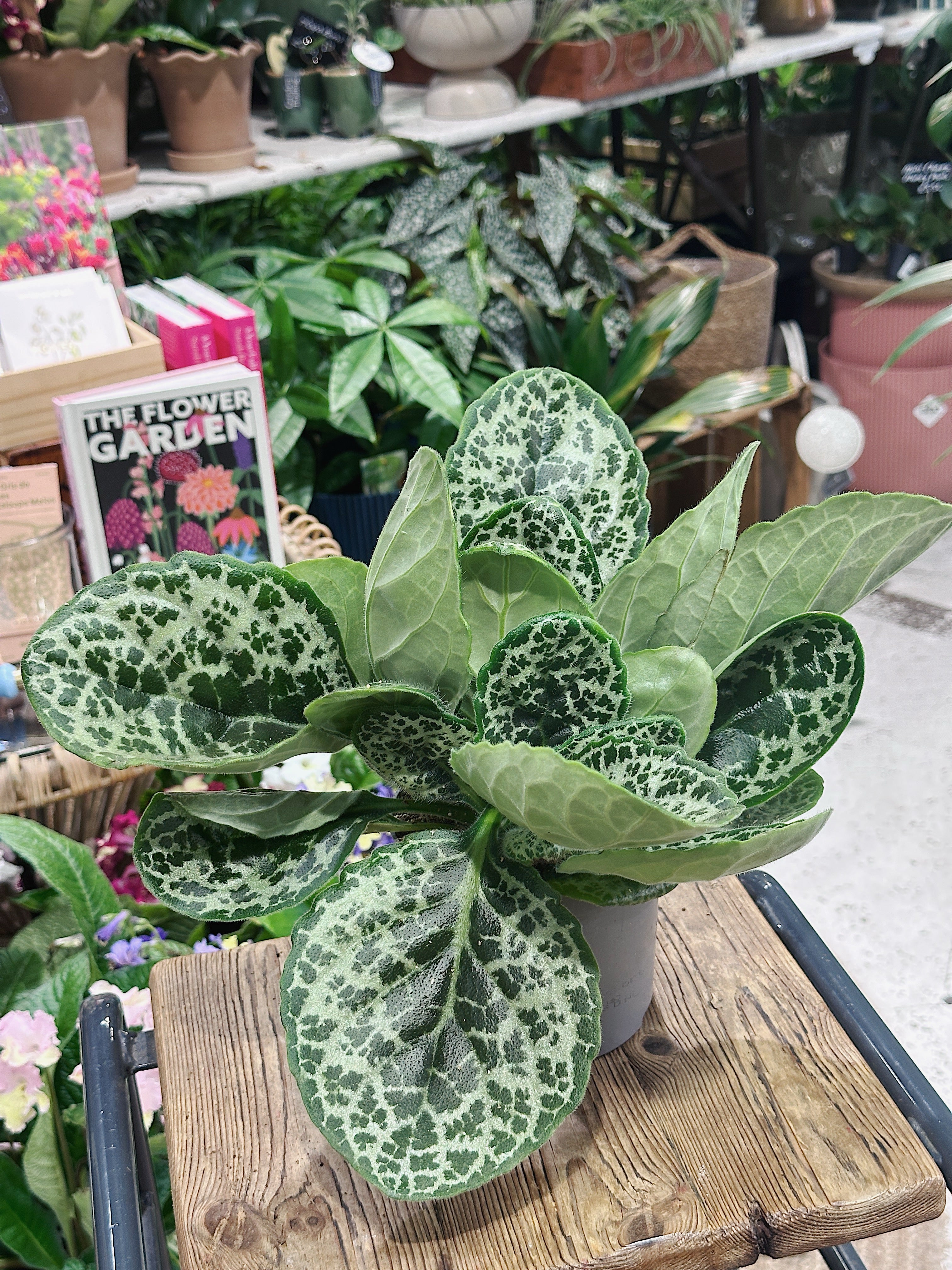 Streptocarpus 'Pretty Turtle' | False African Violet
