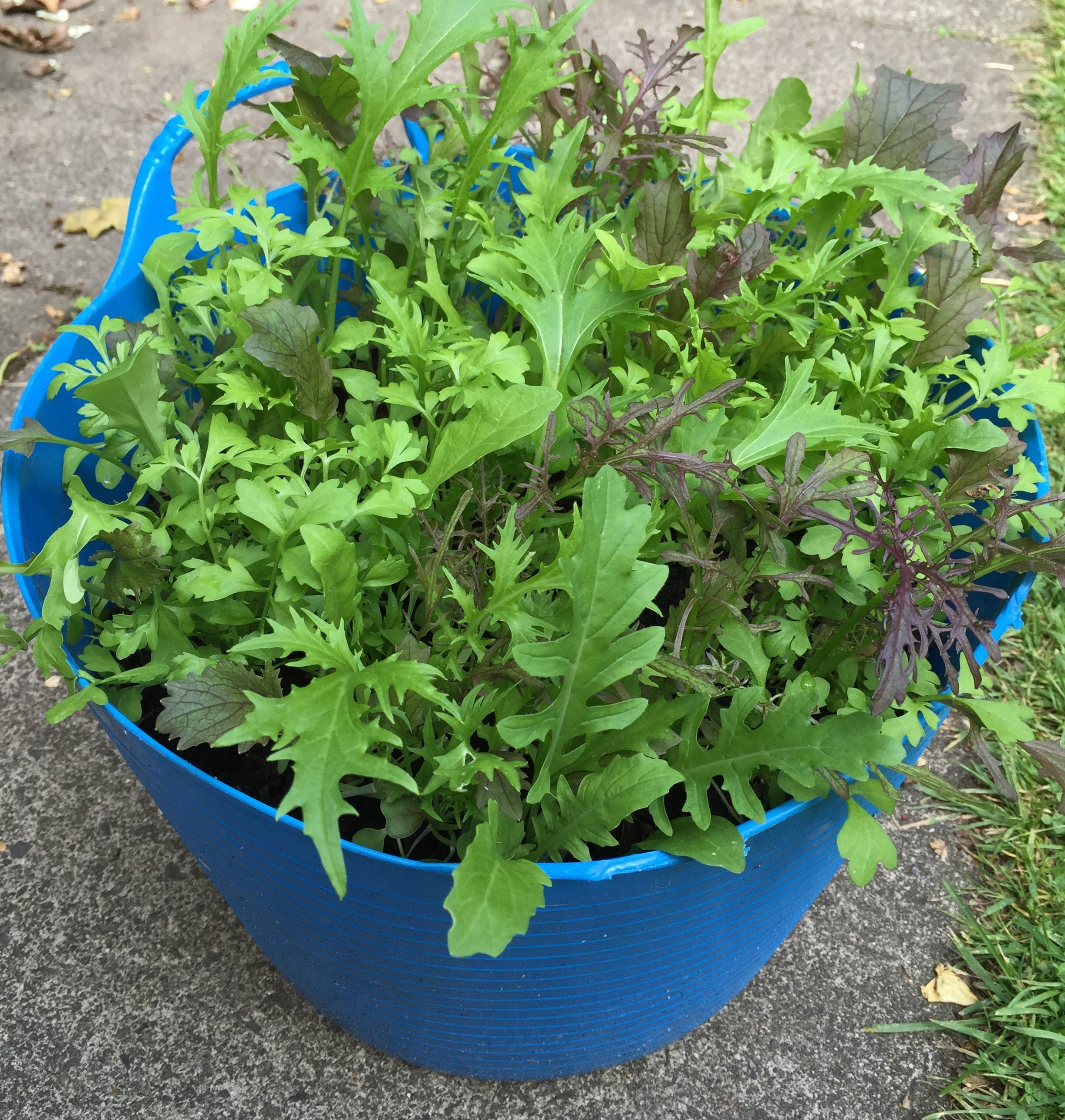 Salad Mix Seed Tin