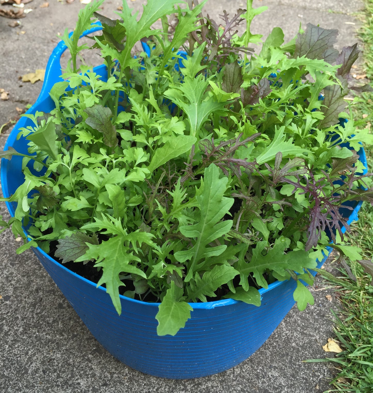 Salad Mix Seed Tin