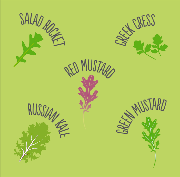 Salad Mix Seed Tin