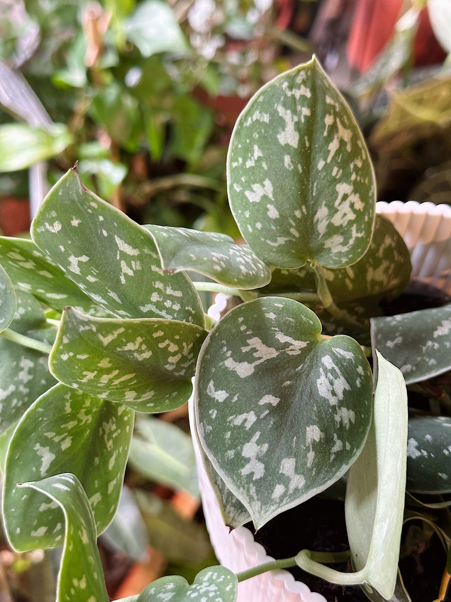 Scindapsus pictus 'Argyraeus'