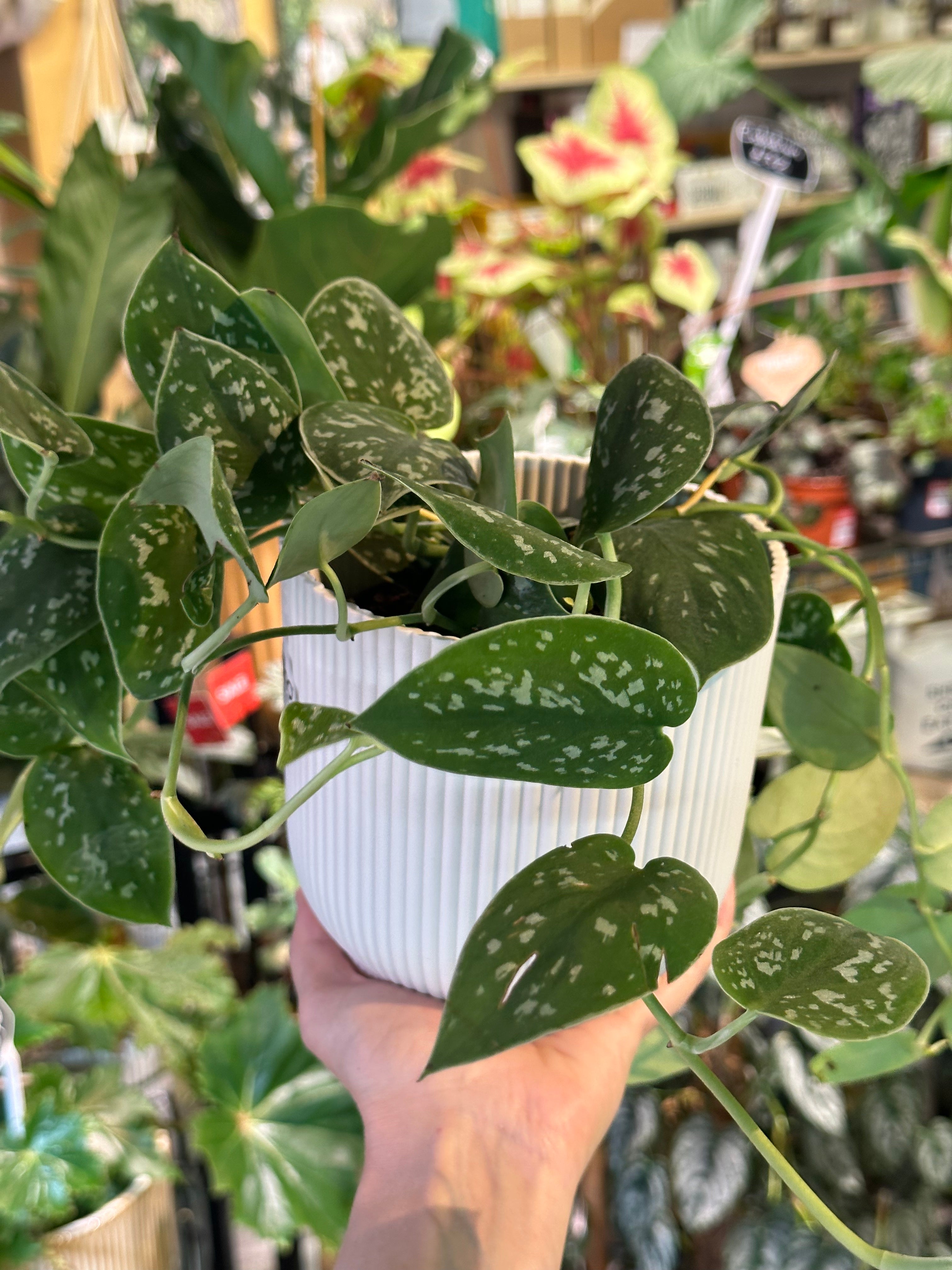 Scindapsus Pictus Argyraeus | Satin Pothos