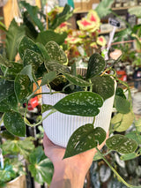 Satin Pothos | Scindapsus pictus 'Argyraeus' | Easy Care Trailing Houseplant