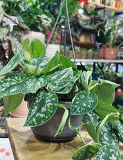 Scindapsus Pictus Argyraeus | Satin Pothos