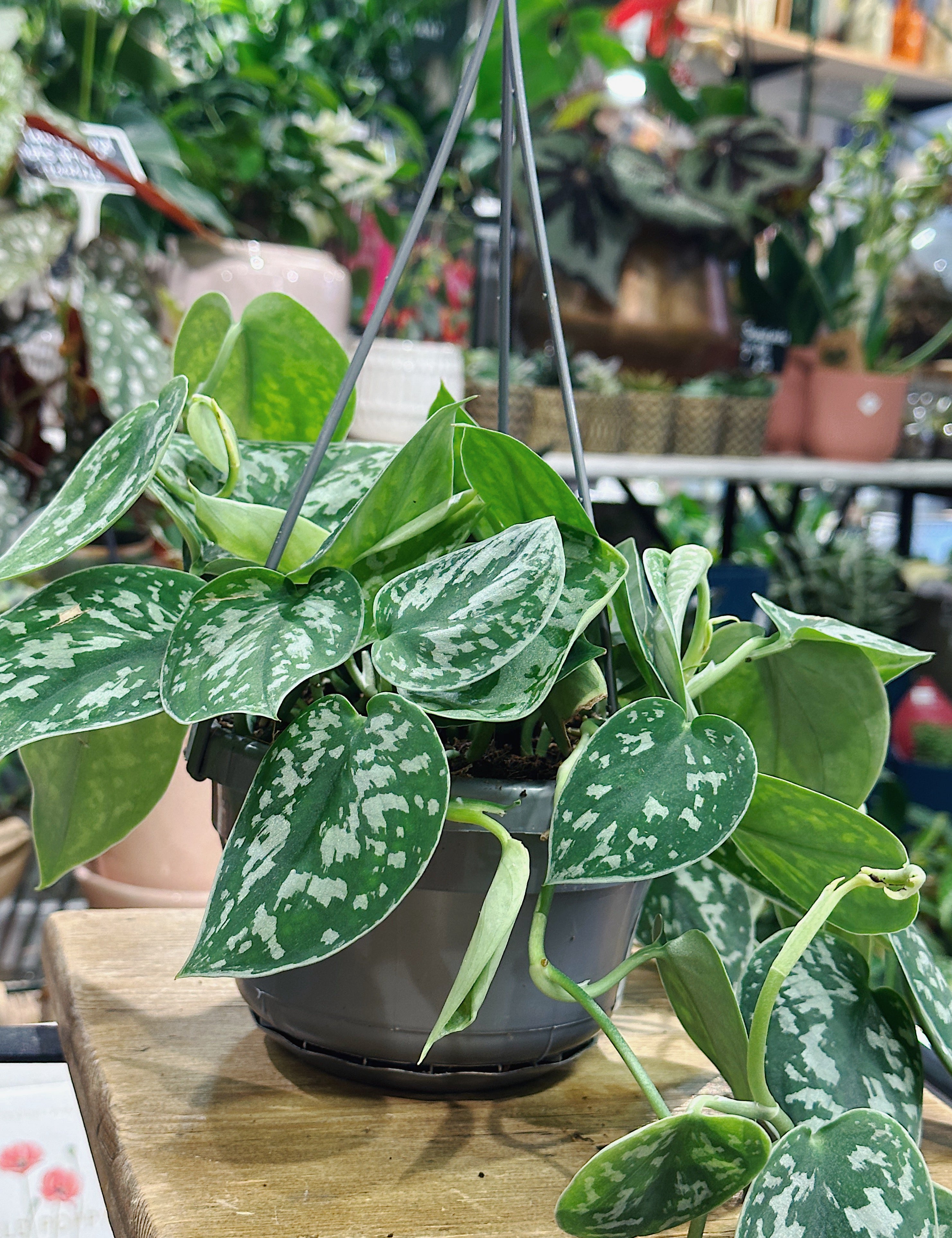 satin leaf philodendron Scindapsus Pictus Argyraeus