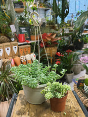Baby Burro's Tail | Sedum morganianum 'Burrito' | plump trailing succulent for a hanging pot