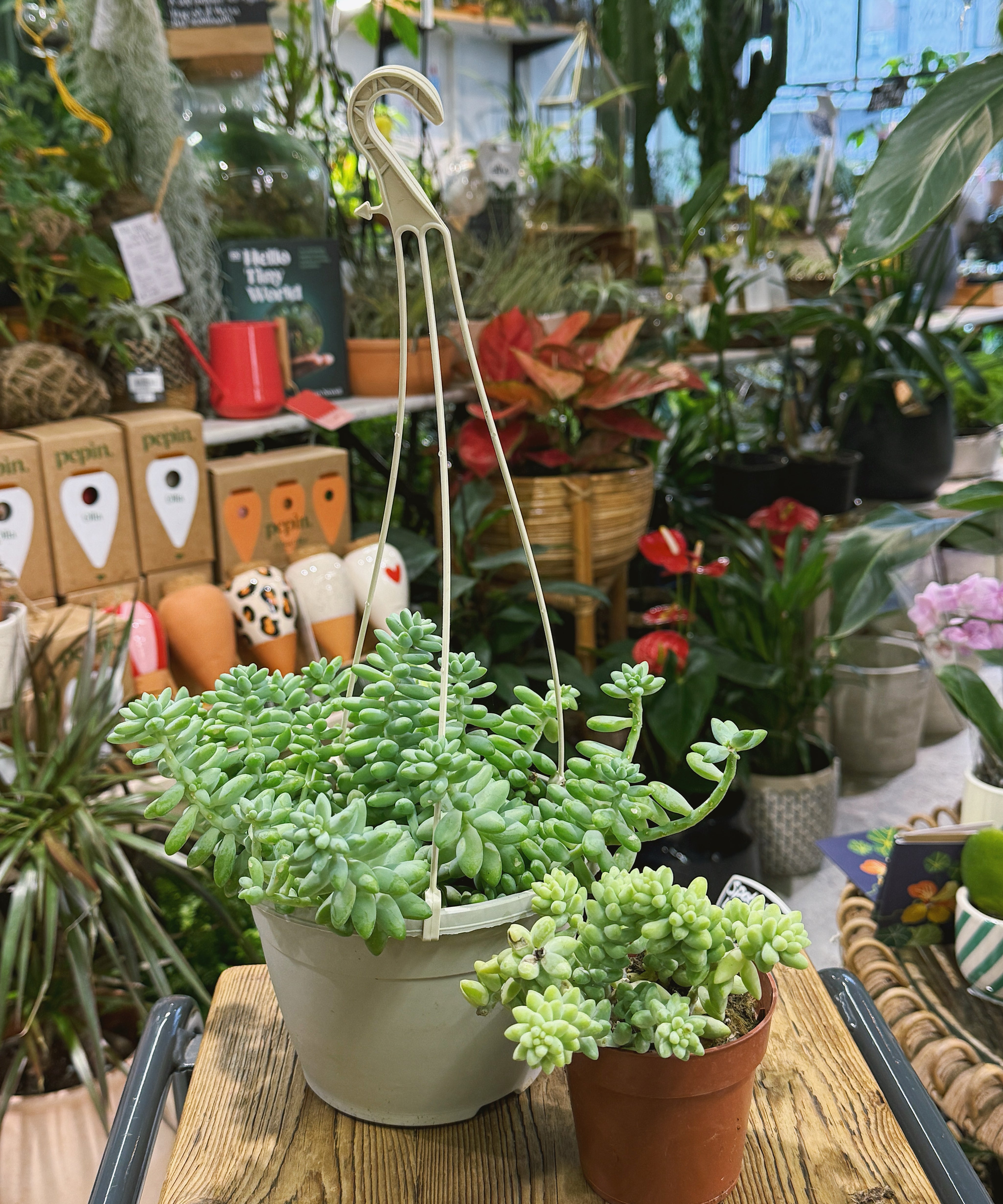sedum_burrito.jpg