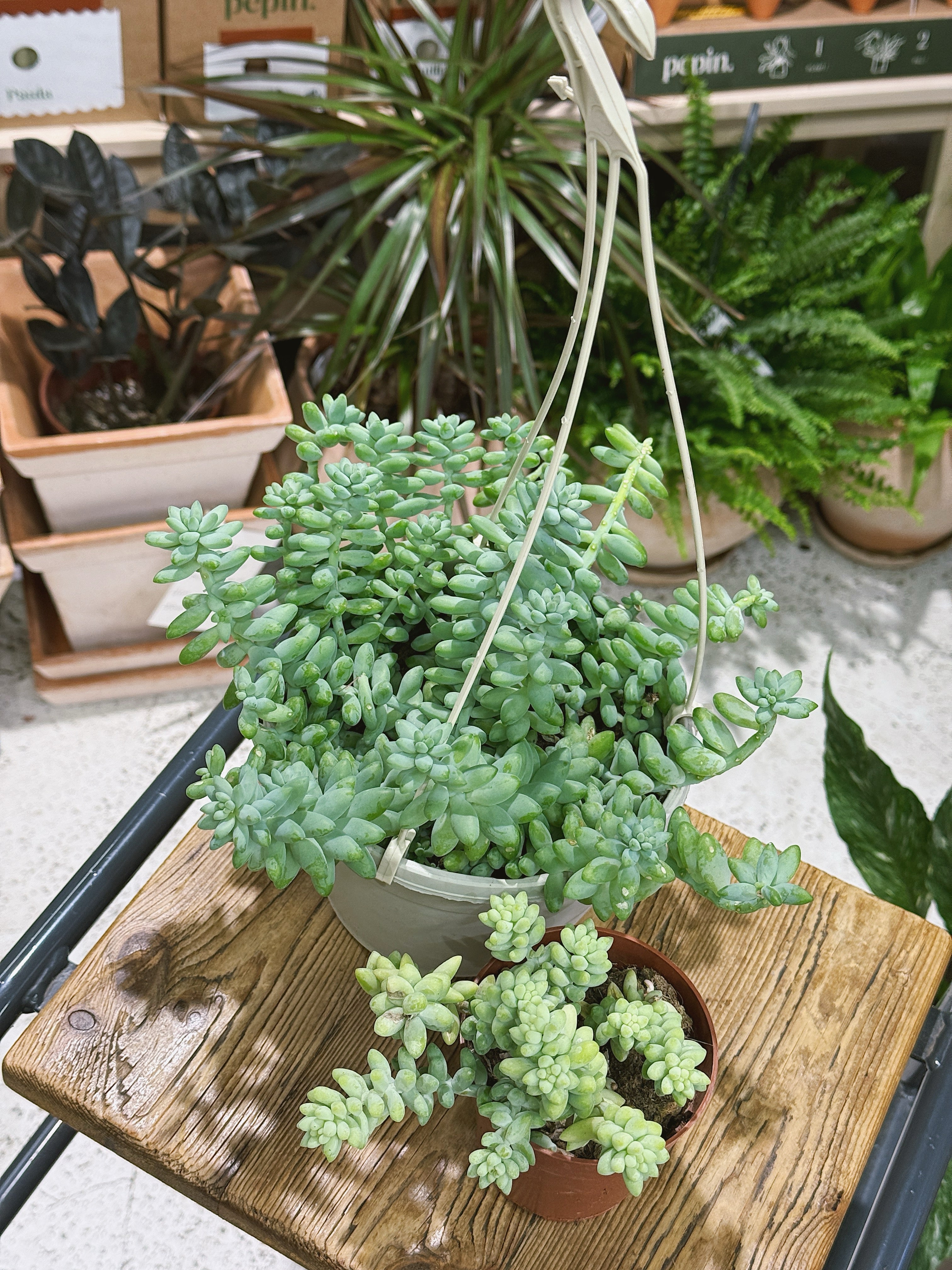 Baby Burro's Tail | Sedum morganianum 'Burrito' | plump trailing succulent for a hanging pot