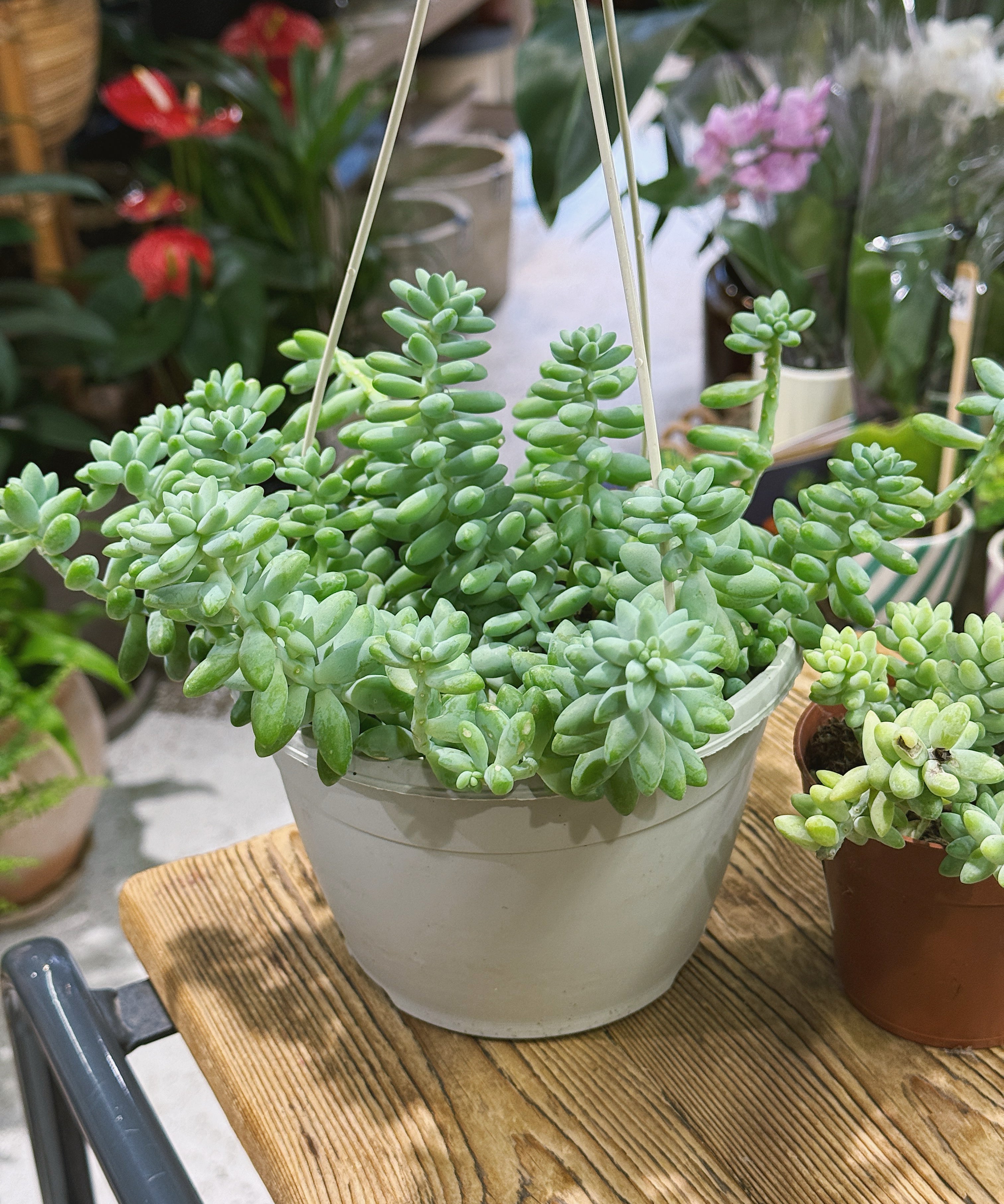 sedum_burrito2.jpg