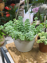 Baby Burro's Tail | Sedum morganianum 'Burrito' | plump trailing succulent for a hanging pot