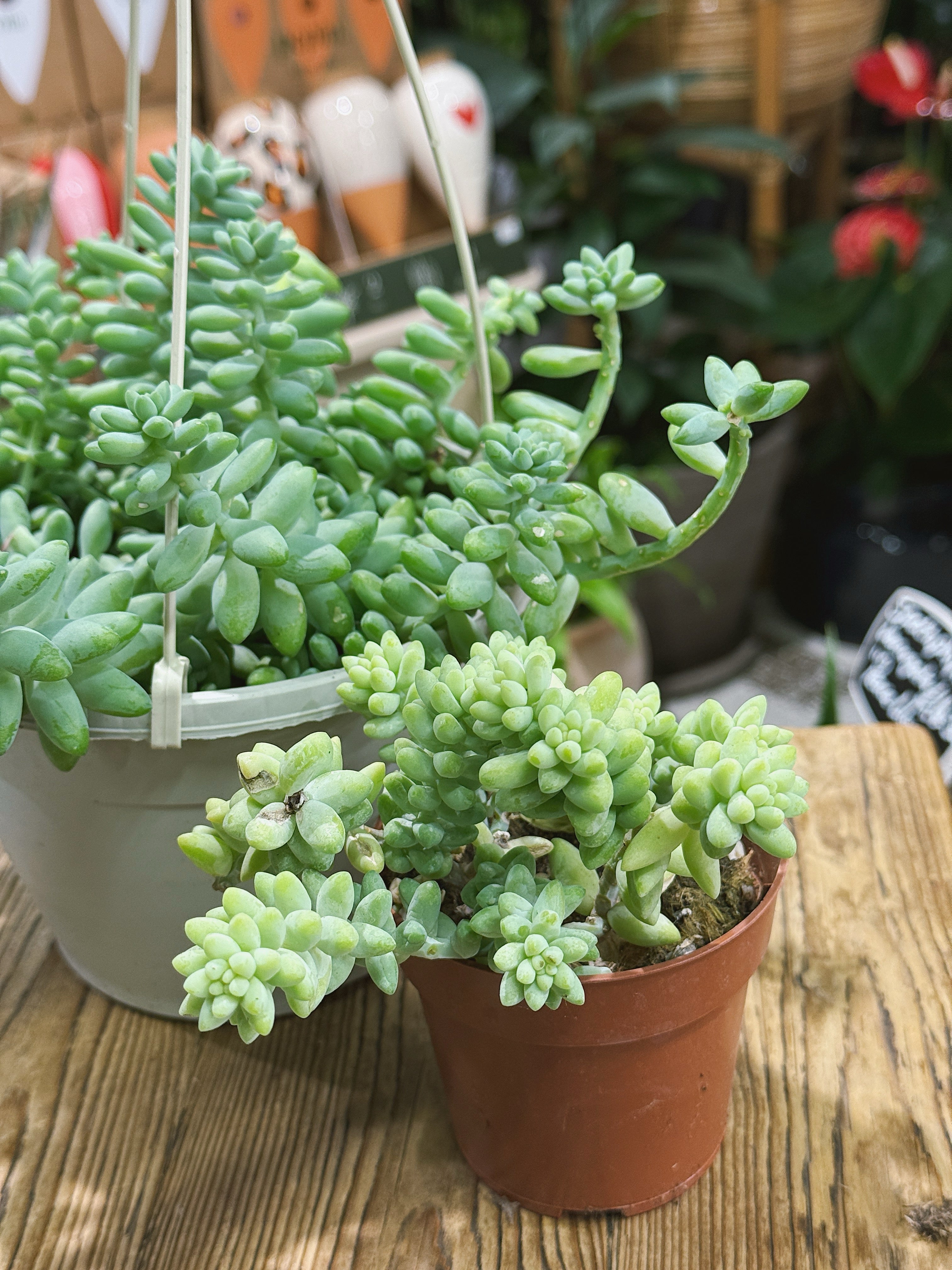 Baby Burro's Tail | Sedum morganianum 'Burrito' | plump trailing succulent for a hanging pot