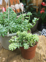Baby Burro's Tail | Sedum morganianum 'Burrito' | plump trailing succulent for a hanging pot