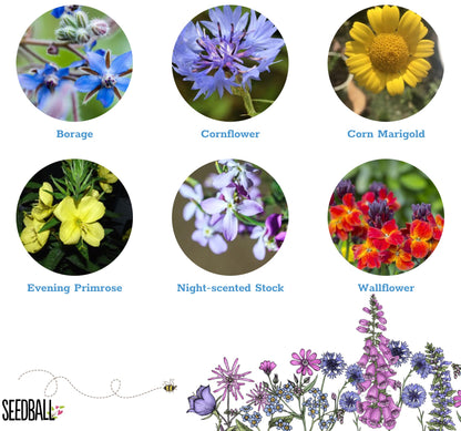 The Every Space Bat Mix Seed tin of 30 wildflower seeds by Seedball 