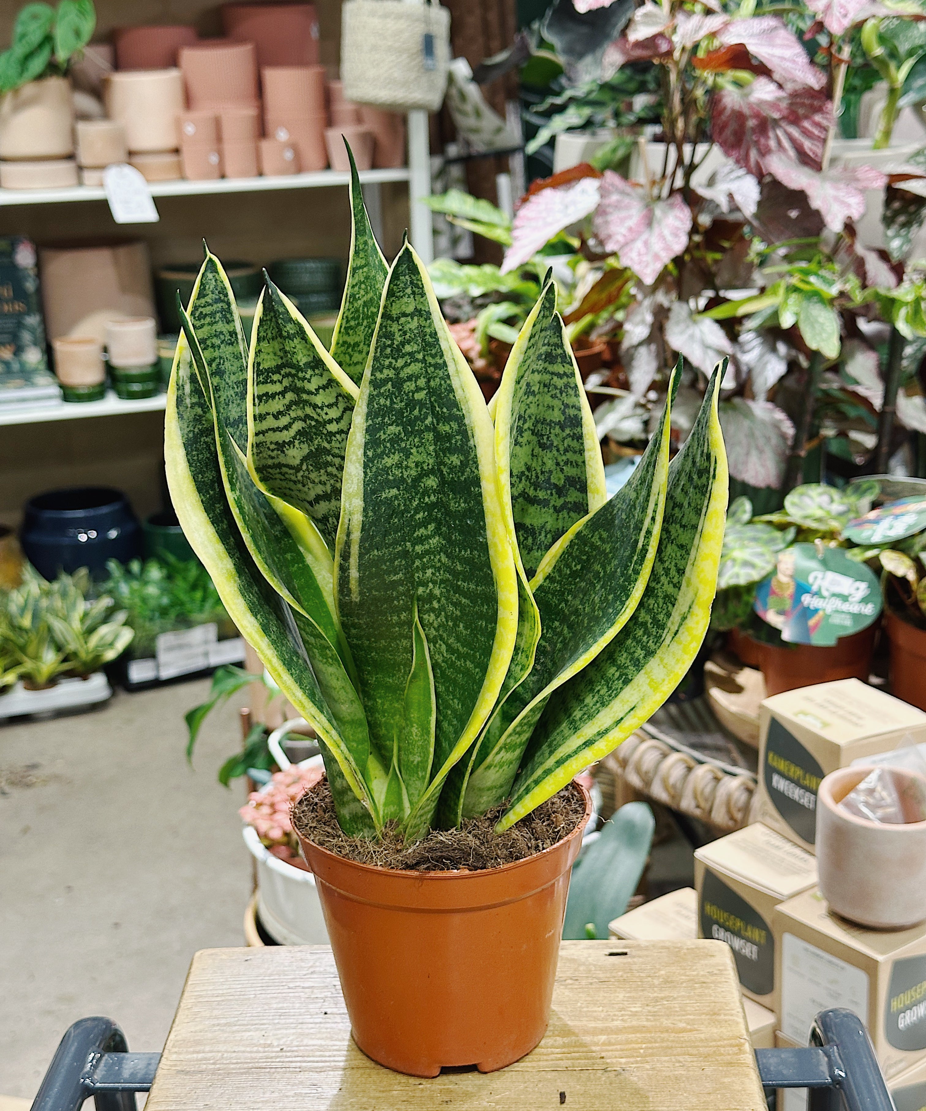 snake-plant.jpg