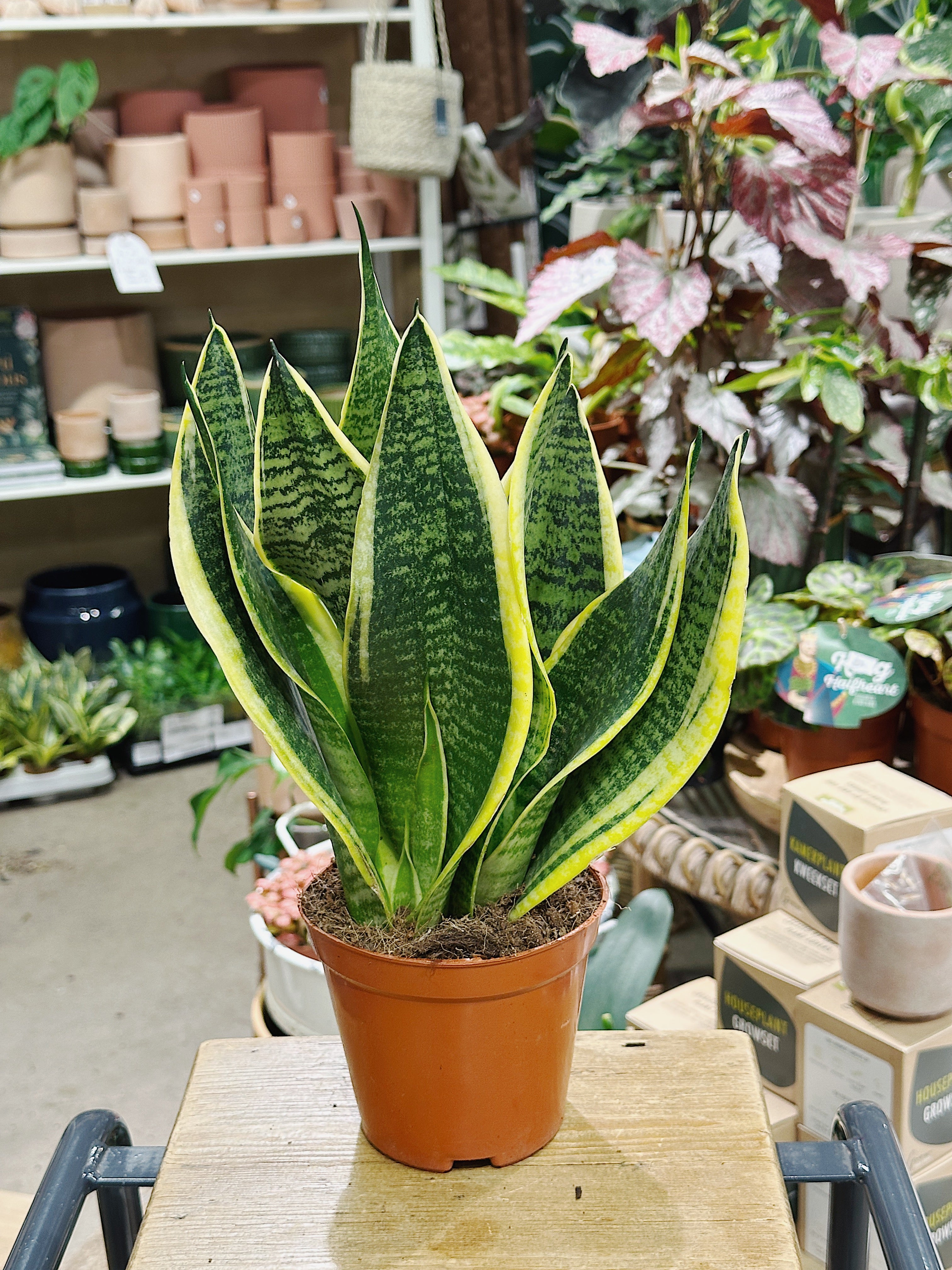 Snake Plant | Sansevieria trif Futura Superba