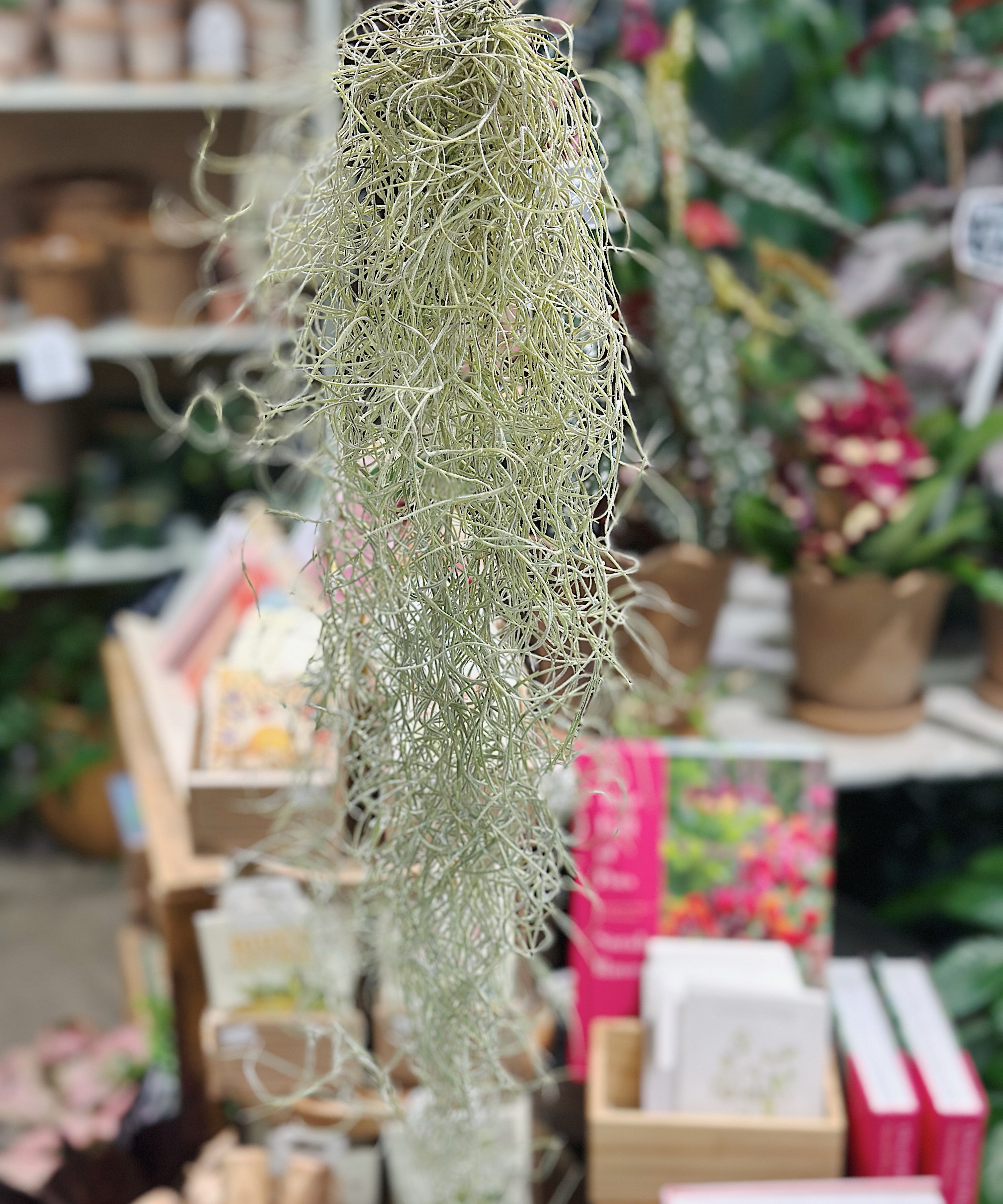 spanishmoss.jpg