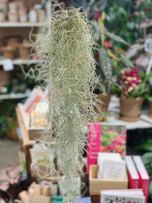 Tillandsia usneoides | Spanish moss