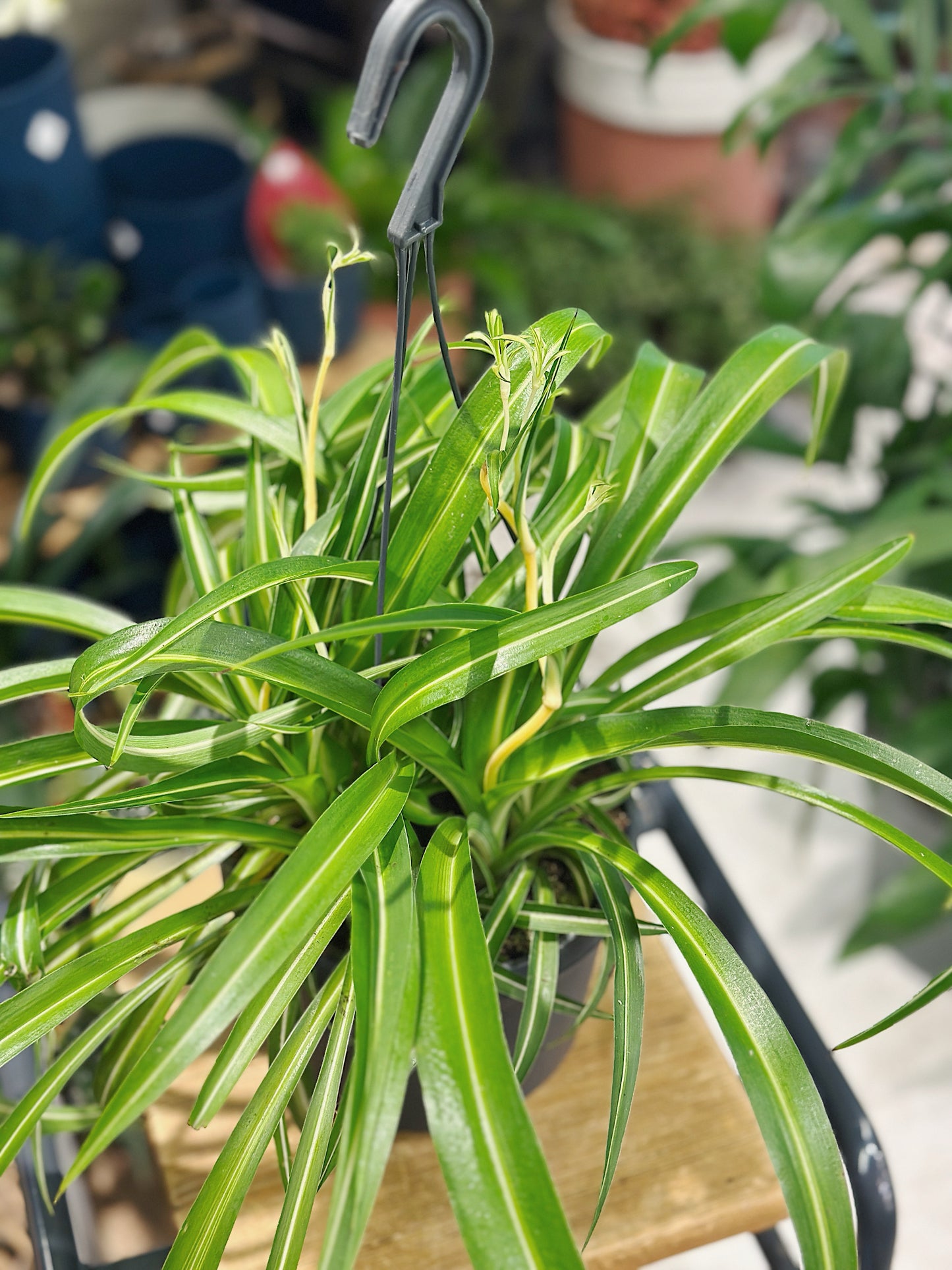 Chlorophytum com 'Bonnie' | Spider Plant