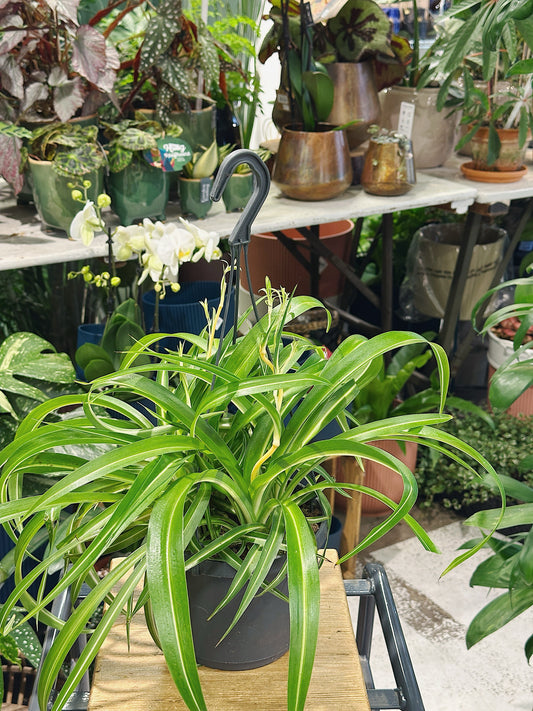 Chlorophytum com 'Bonnie' | Spider Plant