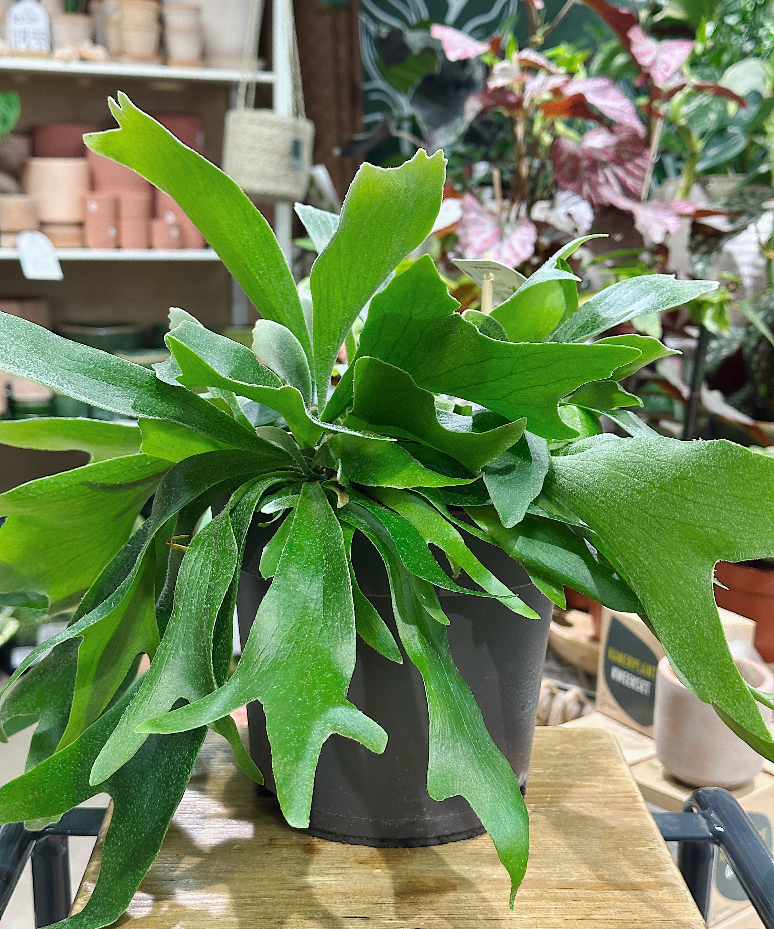 Staghorn Fern Platycerium bifurcatum with forked antler-shaped green fronds in a 17cm pot