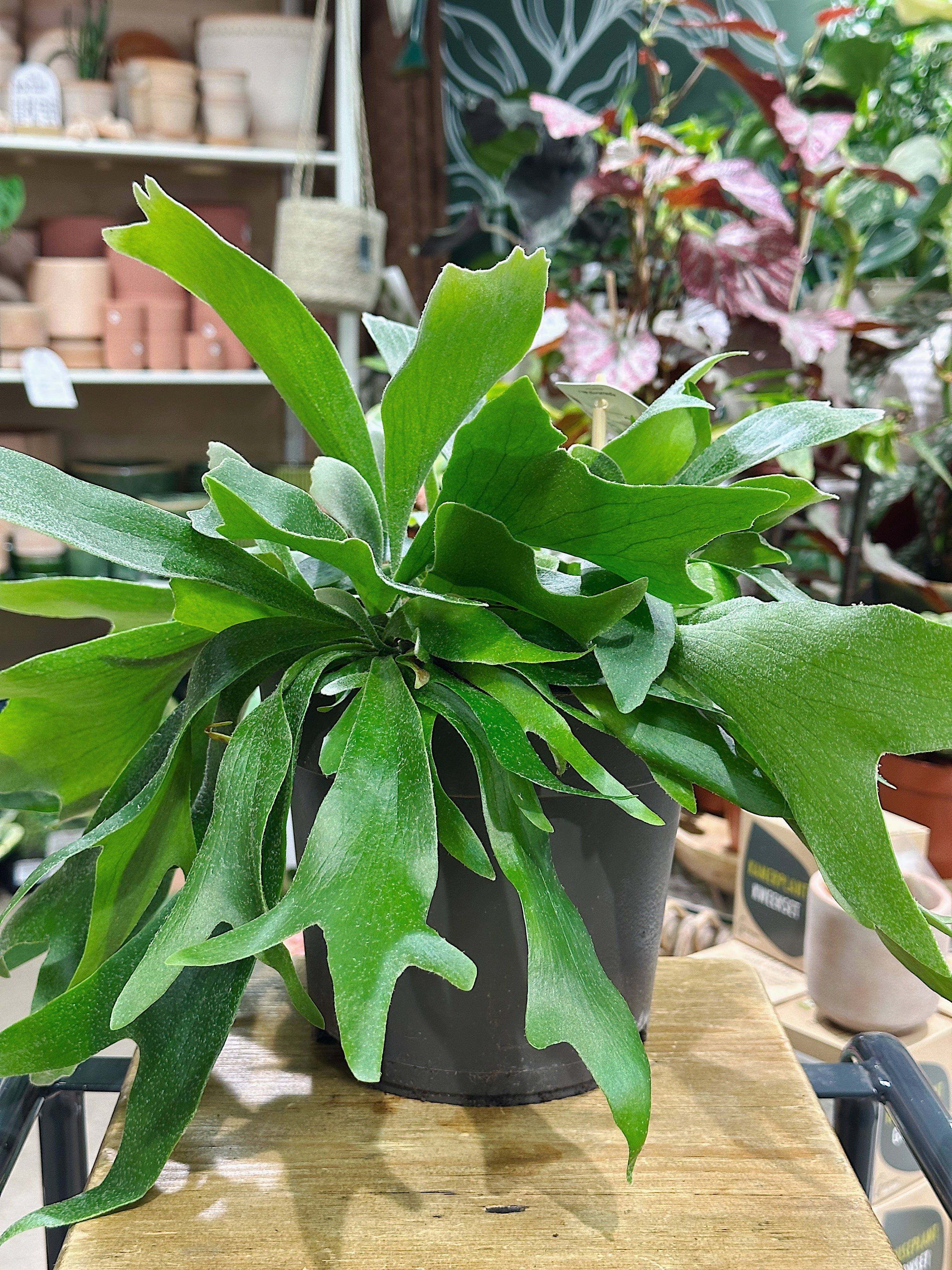 Staghorn Fern Platycerium bifurcatum with forked antler-shaped green fronds in a 17cm pot