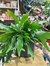 Staghorn Fern | Platycerium bifurcatum, a sculptural fern with antler-shaped fronds