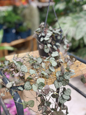 Ceropegia woodii | String of Hearts