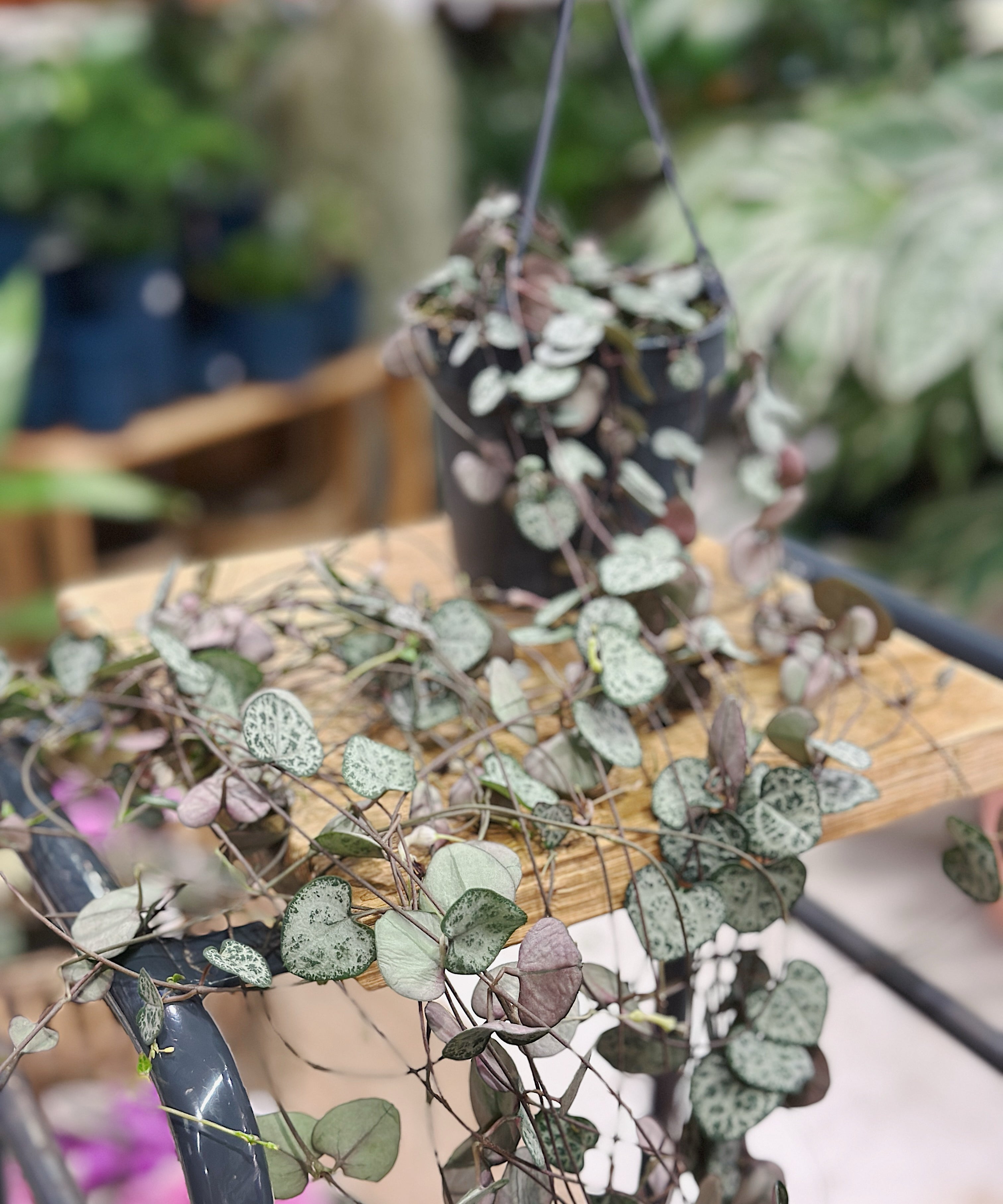 string-hearts1.jpg