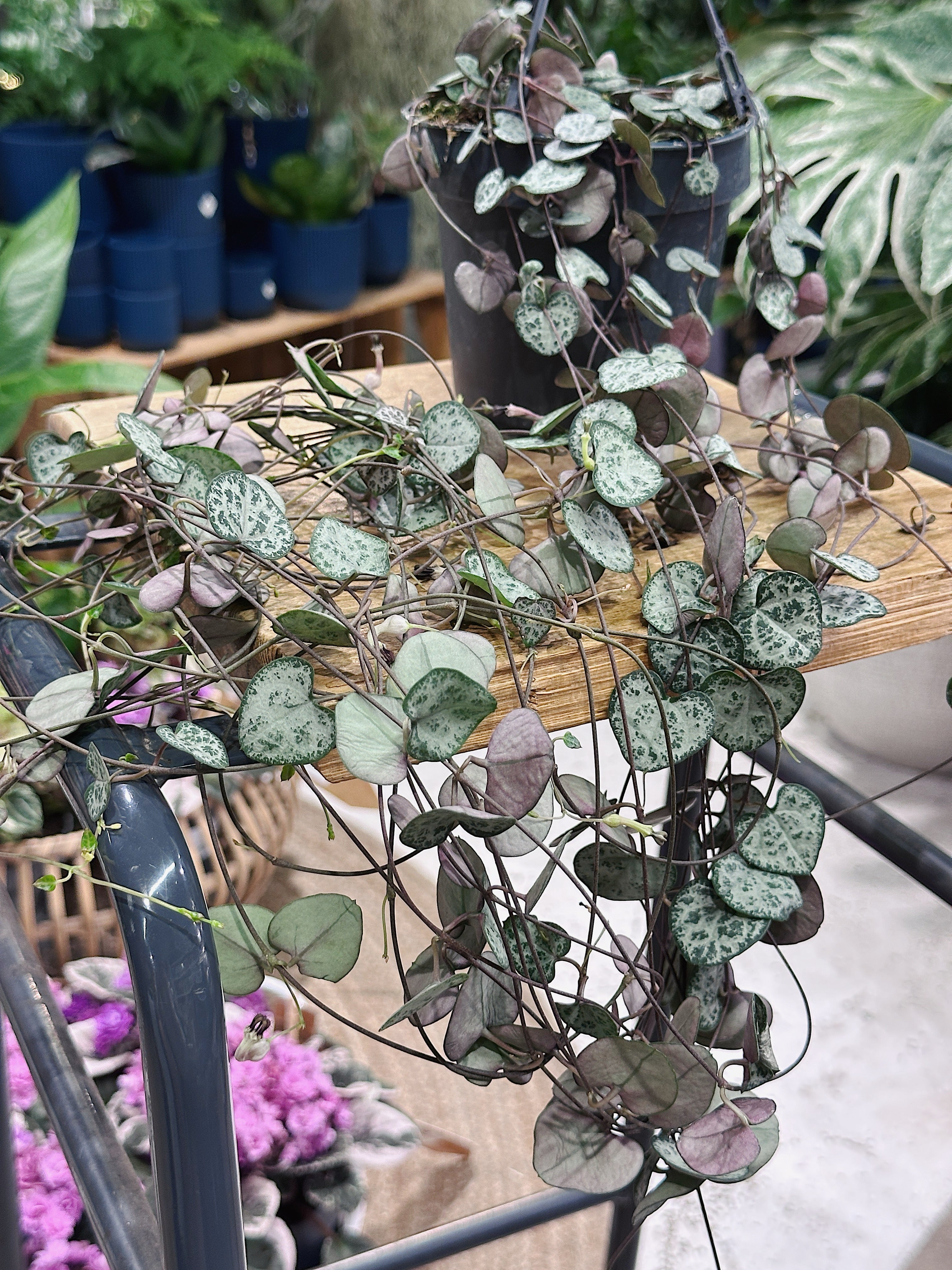 Ceropegia woodii | String of Hearts