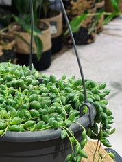String of Peas/Tears | Senecio Herreianus