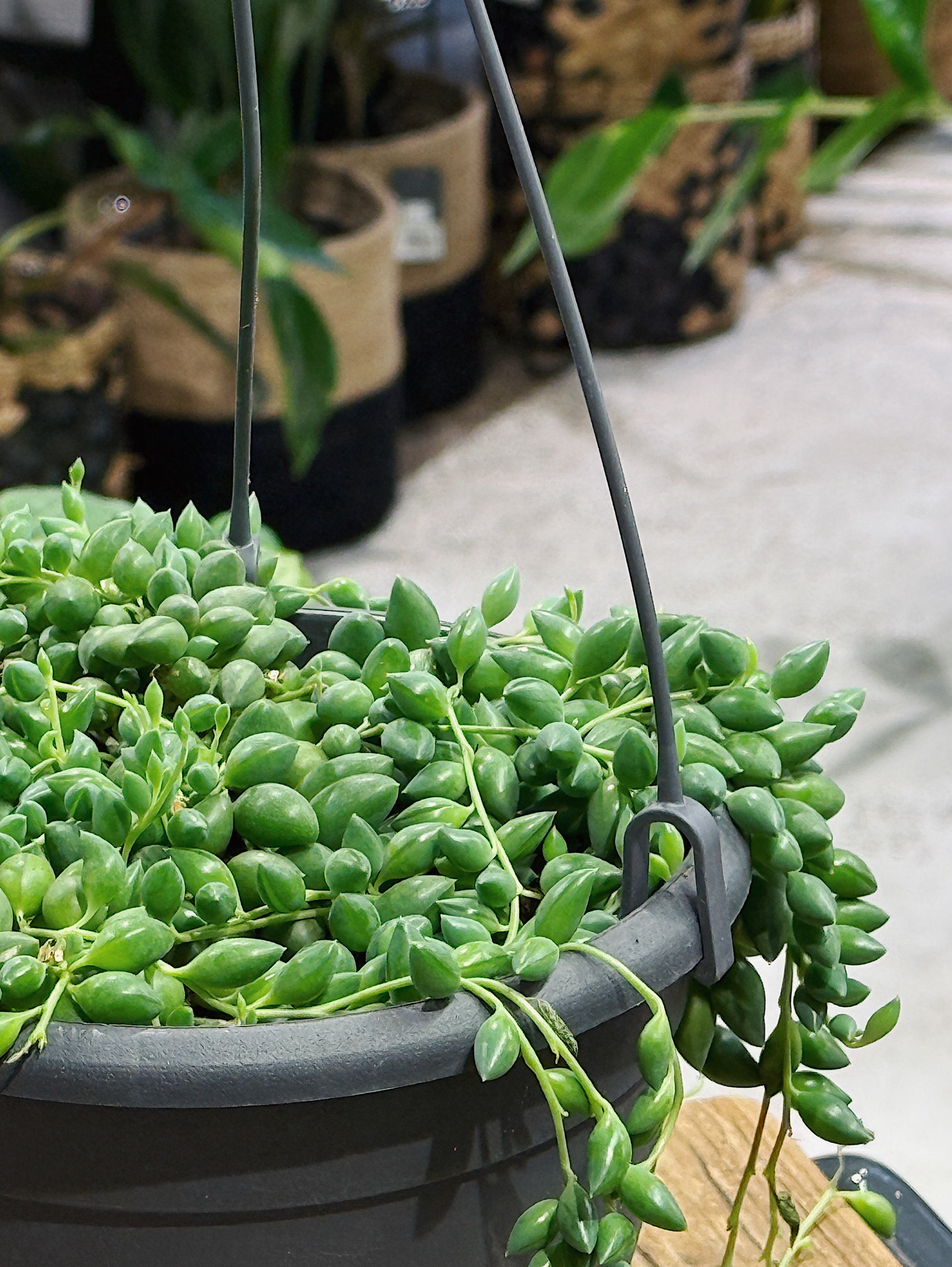 String of Peas/Tears | Senecio Herreianus
