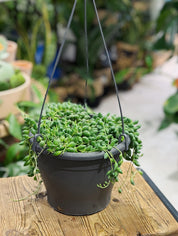 String of Peas/Tears | Senecio Herreianus