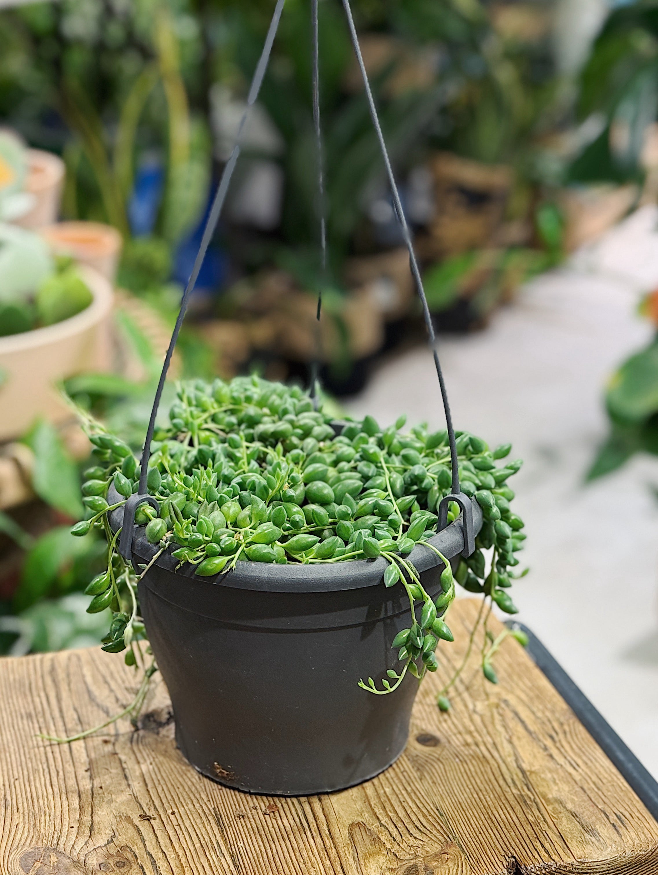 String of Peas/Tears | Senecio Herreianus
