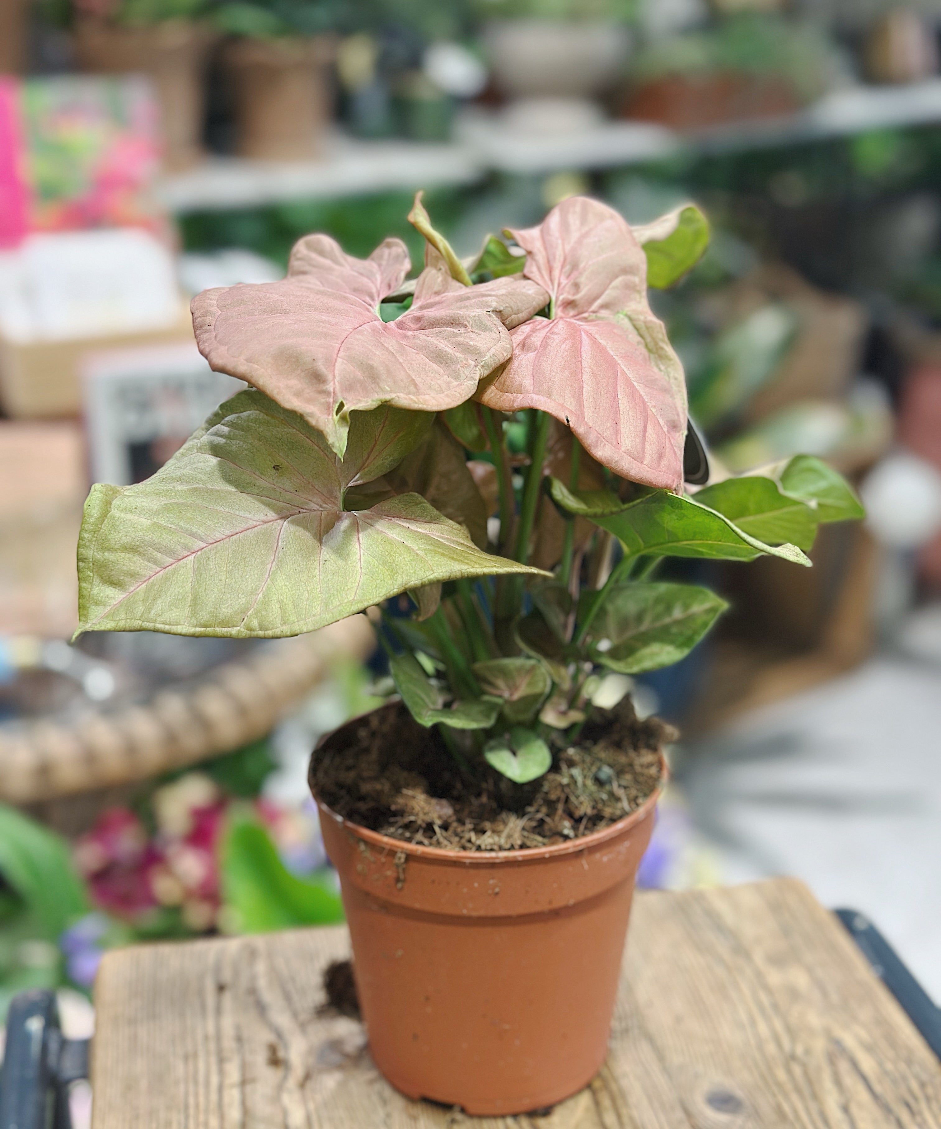 syngonium-neon1.jpg