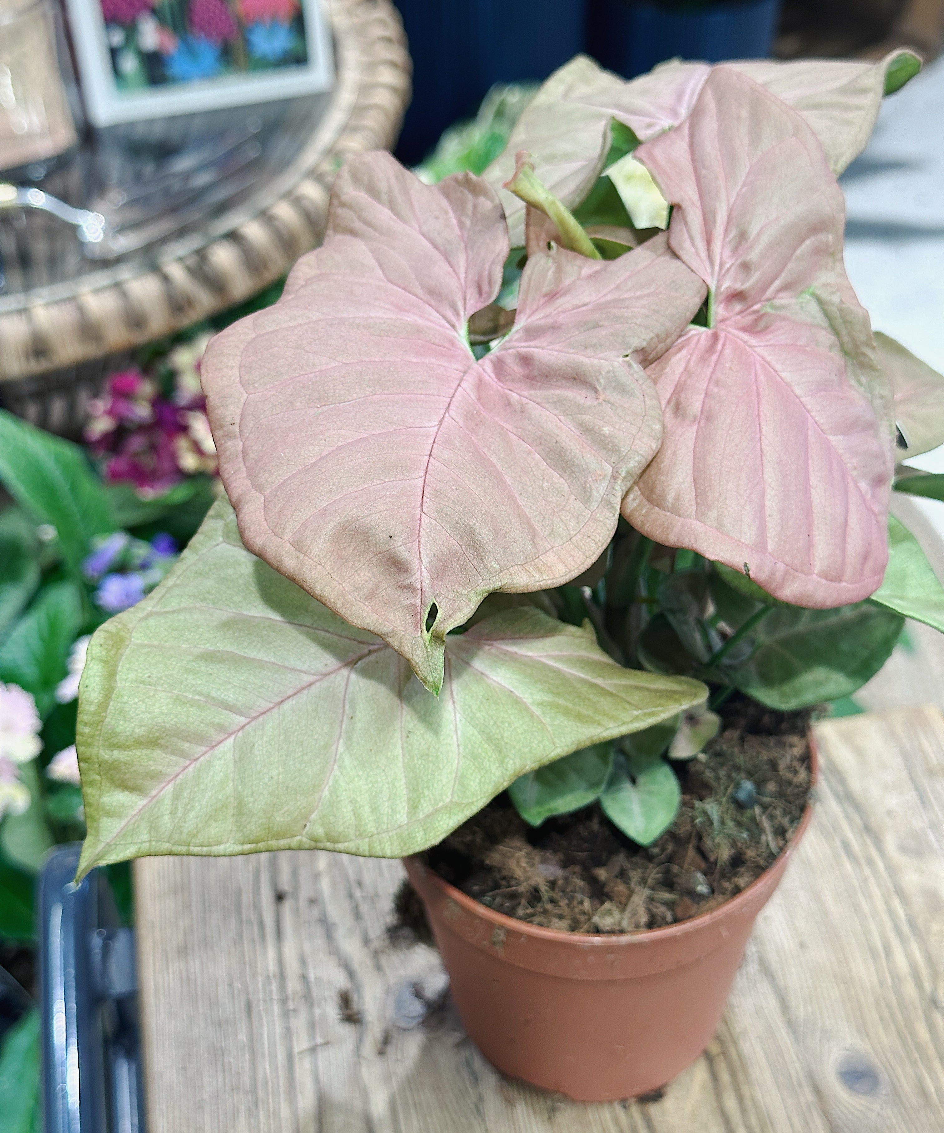 syngonium-neon2.jpg