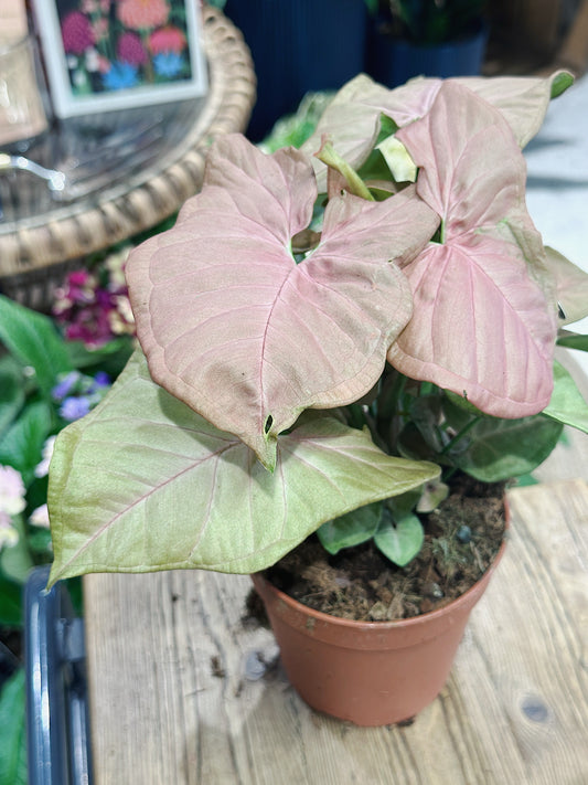 Syngonium 'Neon' | Arrowhead Vine