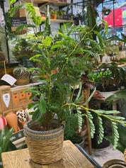 Tamarind | Tamarindus indica, a feathery-leaved tropical tree for a sunny spot