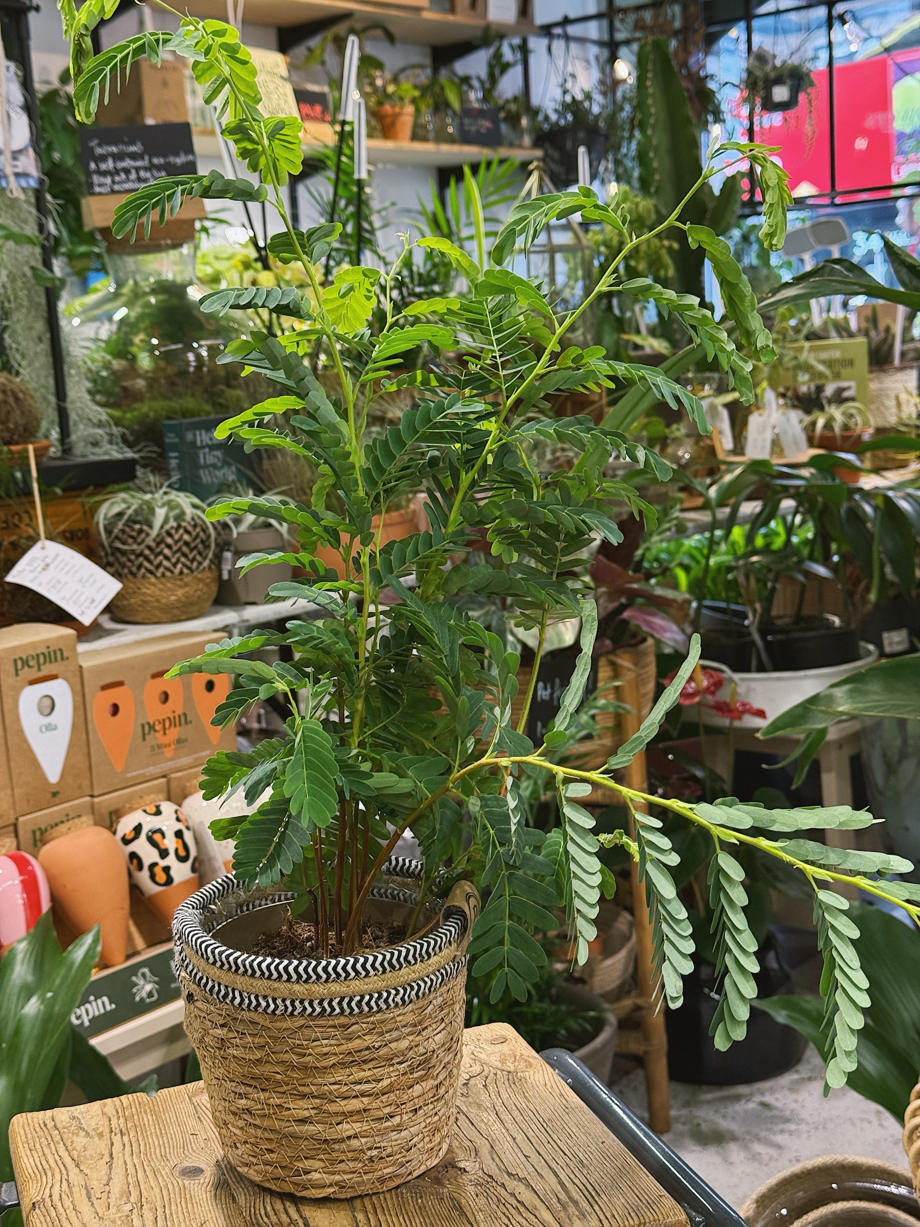Tamarind | Tamarindus indica, a feathery-leaved tropical tree for a sunny spot