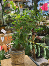 Tamarind | Tamarindus indica, a feathery-leaved tropical tree for a sunny spot