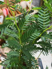 Tamarind | Tamarindus indica, a feathery-leaved tropical tree for a sunny spot